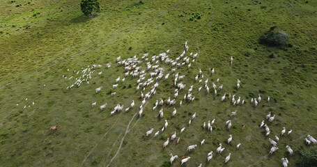 Aerial view of herd nelore cattel on green pasture in Brazil.