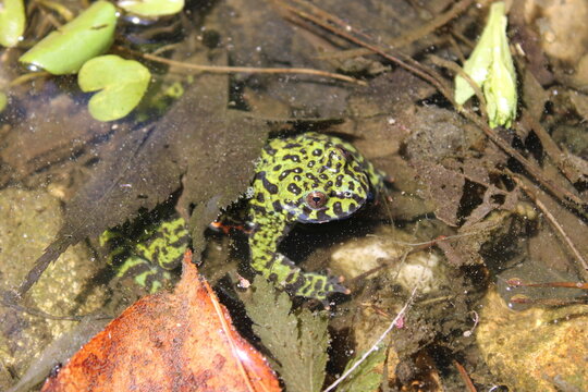 Asian fire bellied toad in a puddle