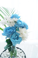 flowers in white background