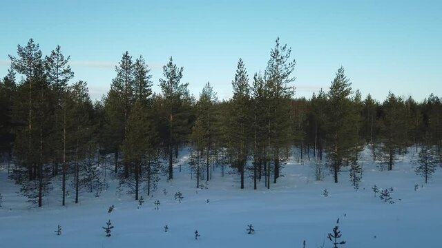 Motion alongside the trees in winter forest. view from the window of a passenger train