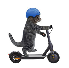 A gray cat in a bicycle helmet is riding a black electric scooter. White background. Isolated.