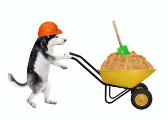 A dog husky builder in a construction helmet pushes a wheel barrow full of sand. White background....