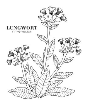 LINEAR DRAWING OF A LUNGWORT ON A WHITE BACKGROUND IN A VECTOR