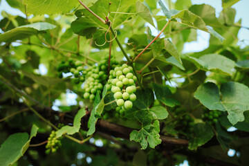 Green grapes in vineyard 