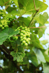 Green grapes in vineyard 