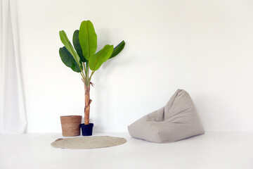 Potted plant placed near bean bag and mat against white wall in minimalist style room