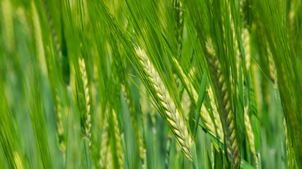 Fototapeta na wymiar Young Wheat ears illuminated by sunlight. Gorgeous shape of the Wheat spikes. concept of a good harvest in an agricultural field. green spikelets. rye, close-up. green natural background