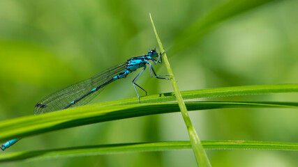Fototapeta premium Coenagrionidae. blue dragonfly on a green leaf. A dragonfly with big eyes close-up sits on a green leaf of a river plant. natural blurred green background. macro of a insect. space for text