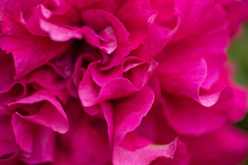 Naklejka premium pink rose petals