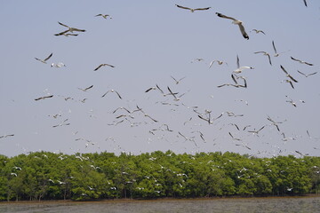 Seagulls at Bang Pu. The cold migratory seagulls from Siberia to the warm regions of Thailand. Making Bang Pu become one of the most important tourist destinations in Thailand.