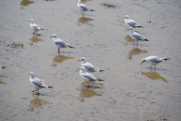Seagulls at Bang Pu. The cold migratory seagulls from Siberia to the warm regions of Thailand. Making Bang Pu become one of the most important tourist destinations in Thailand.