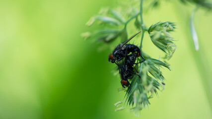 pair of cluster flies on the blade of grass. two flies mating, a pair of flies, isolated on green background. macro nature, natural habitat. black big house flies on the grass, close-up