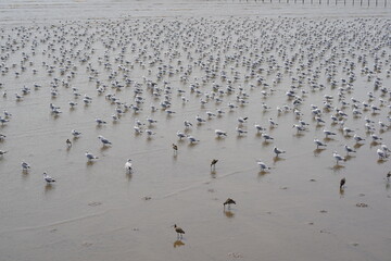 Seagulls at Bang Pu. The cold migratory seagulls from Siberia to the warm regions of Thailand. Making Bang Pu become one of the most important tourist destinations in Thailand.