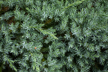 close up of pine needles