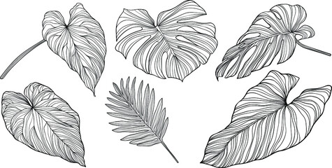 Leaves isolated on white. Tropical leaves. Hand drawn vector illustration