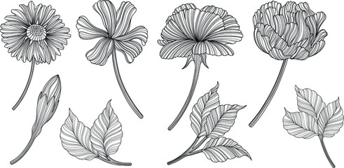 Illustration of abstact  flowers and leaves. Line vector art. Eps10