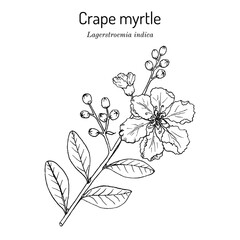 Crape myrtle, or crepeflower Lagerstroemia indica , state flower of Texas - obrazy, fototapety, plakaty
