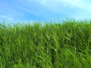 初夏の葦と青空