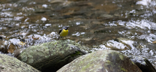 水辺の鳥　キセキレイ