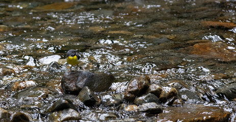 水辺の鳥　キセキレイ