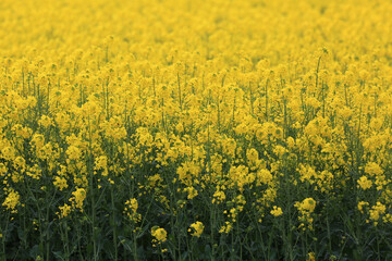 yellow flowers field as nature landscape