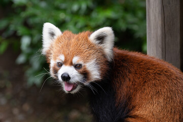 ベロ出しレッサーパンダ