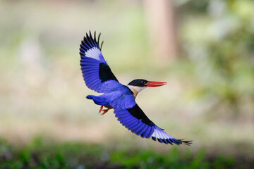 Black-capped kingfisher flying with shrimp