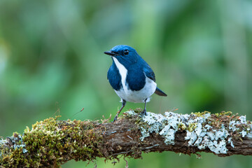 Fototapeta premium Beautiful of blue bird Ultramarine Flycatcher perched on branch wit blur green background