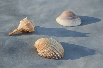 Summer background of seashells on gray background, summer concept