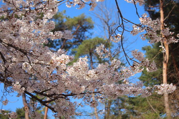 cherry blossom in spring