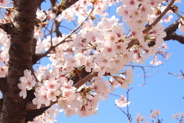 cherry blossom in spring