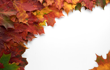 Border frame of colorful autumn leaves isolated on white background. Autumn, fall, thanksgiving day, nature concept. Flat lay, top view, copy space.