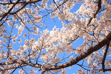 cherry blossom in spring