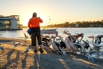 Man Standing Feeding Pelicans in a River Bank on Sunny Day in Noosaville, Queensland, Australia