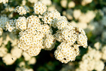 A beautiful spring shrub with small delicate white flowers. Selective focus.