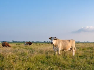 Fototapeten Cows in a meadow near Elburg, Gelderland Province, The Netherlands © Holland-PhotostockNL