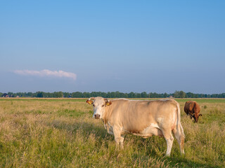 Cows in a meadow near Elburg, Gelderland Province, The Netherlands