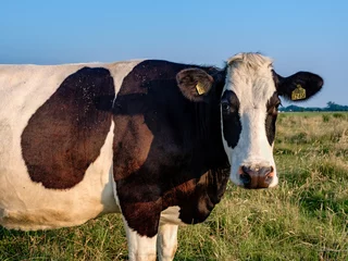 Fototapeten Cows in a meadow near Elburg, Gelderland Province, The Netherlands © Holland-PhotostockNL