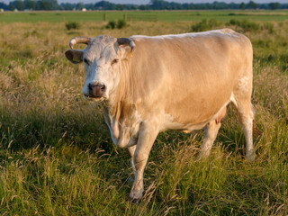Cows in a meadow near Elburg, Gelderland Province, The Netherlands