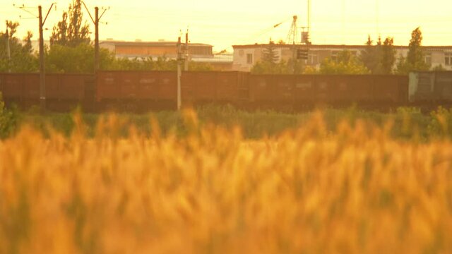 Focus transition from cargo train to wheat plants