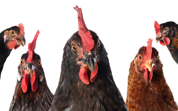 Five chickens look at the camera 