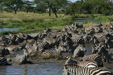 Zebra migration in Serengeti