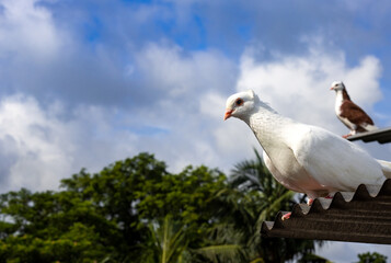 A white pigeon standing on a tin roof close up in the morning