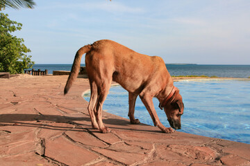 thirsty dog drinking from swimming pool, at a lodge on Zanzibar Tanzania