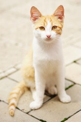 Young ginger white cat sitting on the street in summer sunny day