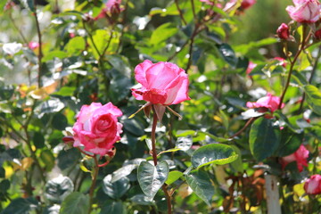 Obraz na płótnie Canvas Rosier rose