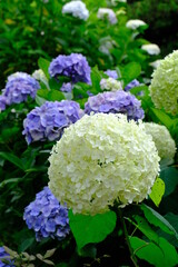 白い紫陽花　アナベル