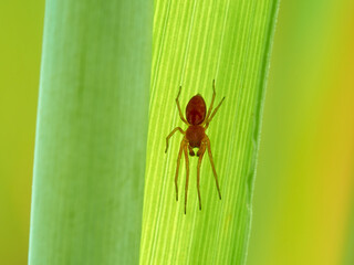 Red spider on a leaf of a plant with a green and yellow background. Genus Nigma. 