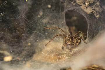 Spinne im Netz
