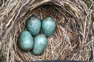 Gelege einer Amsel ( Turdus merula ) oder Schwarzdrossel. 4 Eier im Nest.